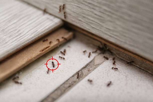 Best Termite Control Services  in Ellsworth, WI