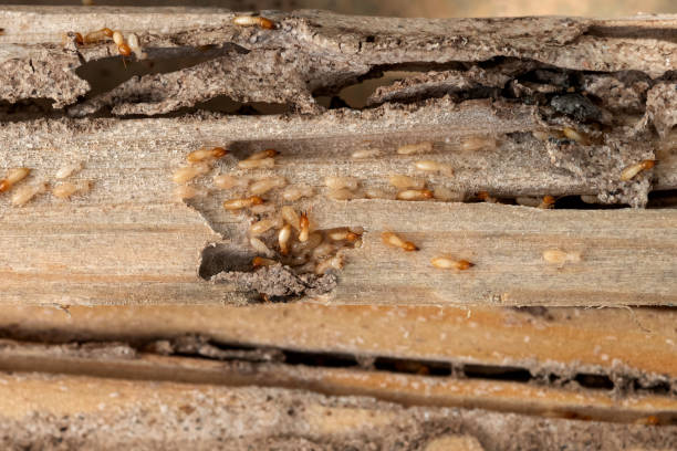 Best Pest Prevention Services  in Ellsworth, WI